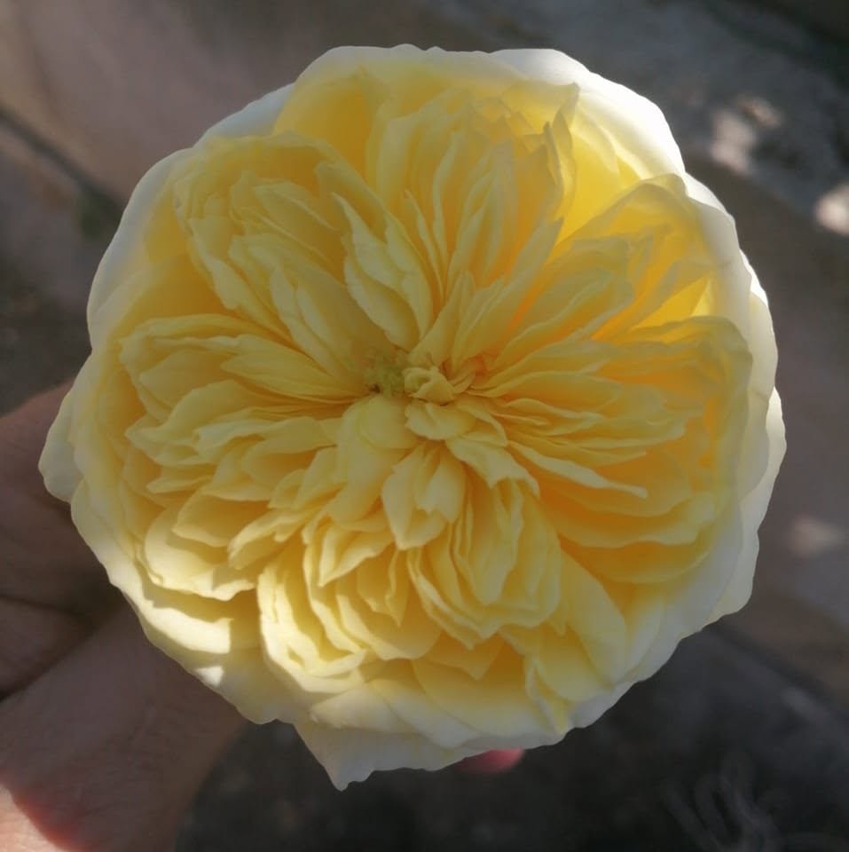 Rosa gialla sfogliata tenuta in mano